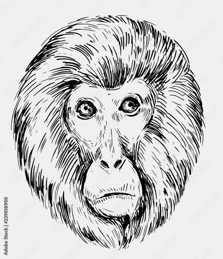 Sketch of a monkey head