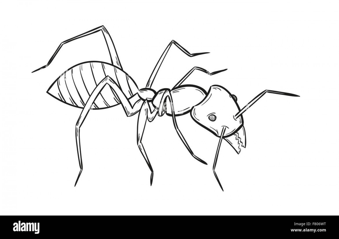 sketch of the ant Stock Vector Image & Art - Alamy