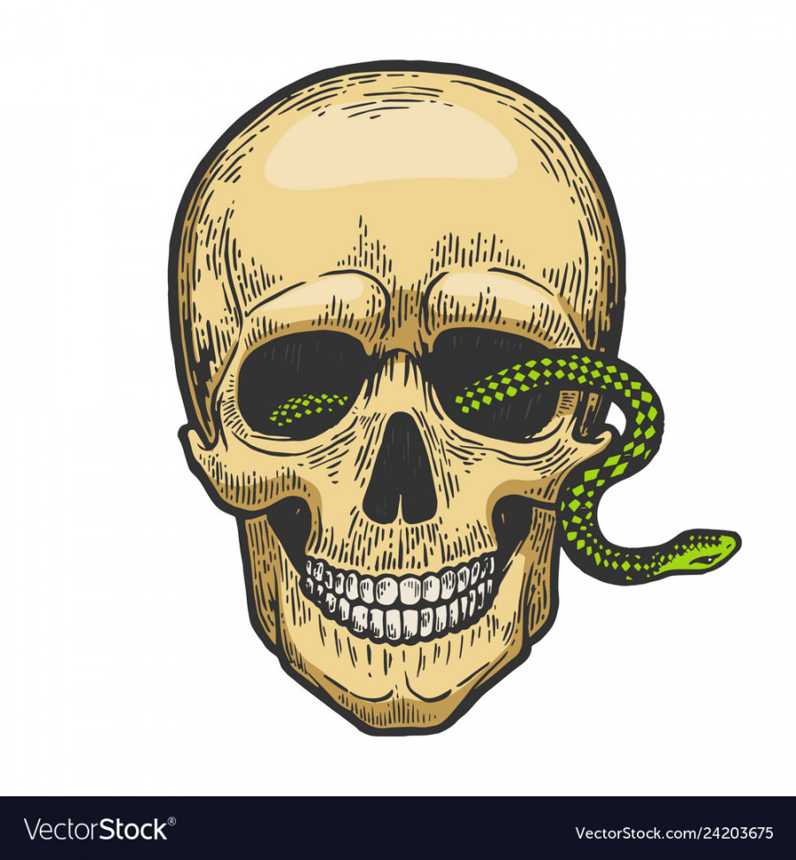 Snake in human skull color sketch engraving Vector Image