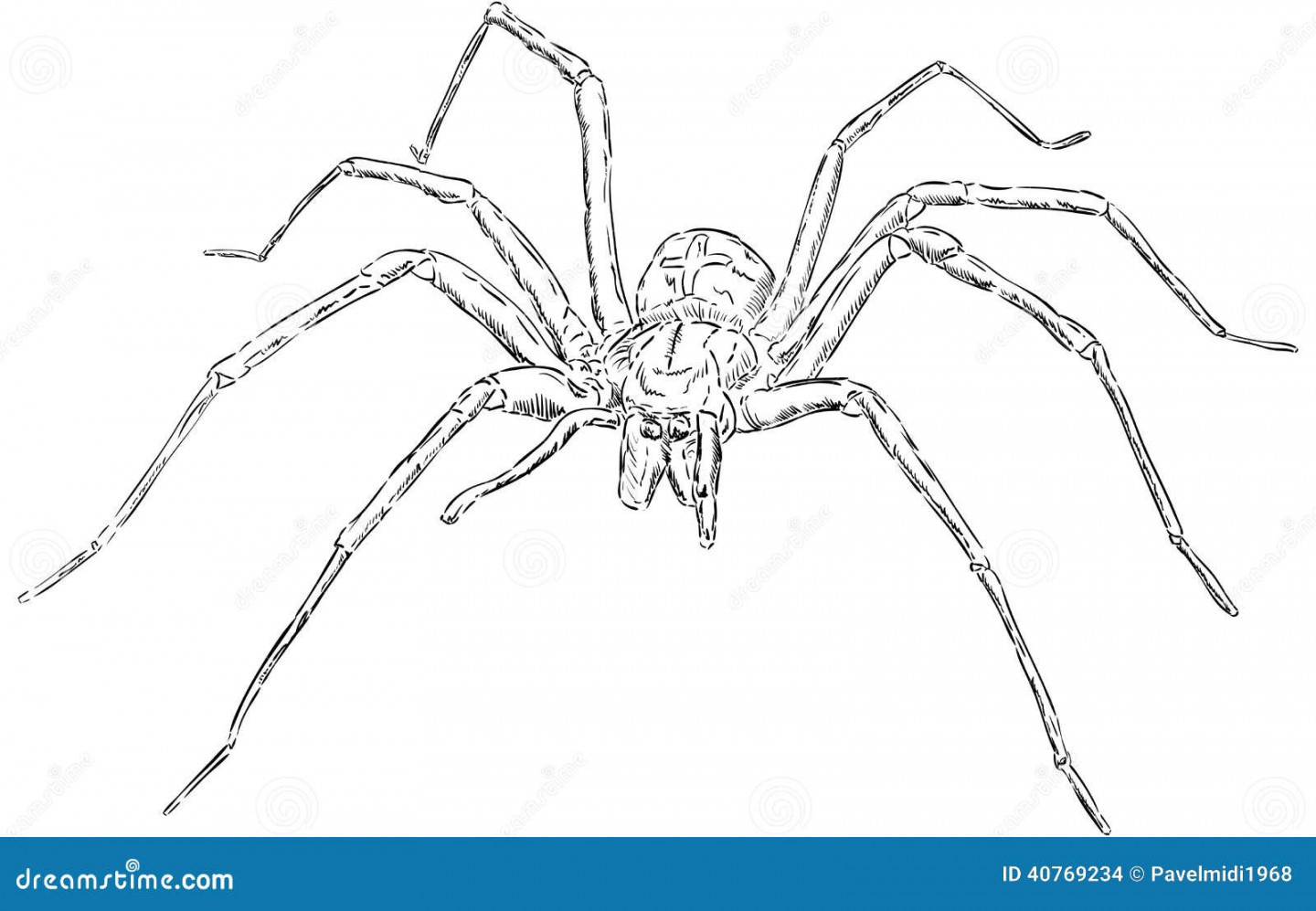 Spider stock vector