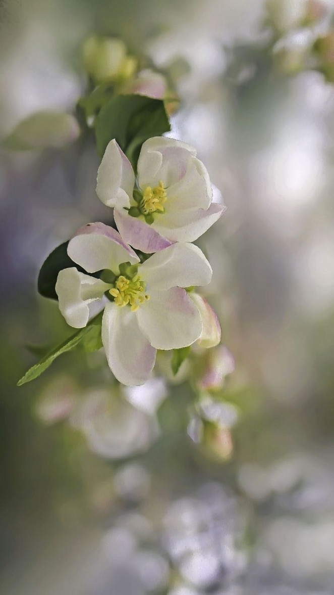 Spring iphone wallpaper HD homescreen Sakura blossoms background