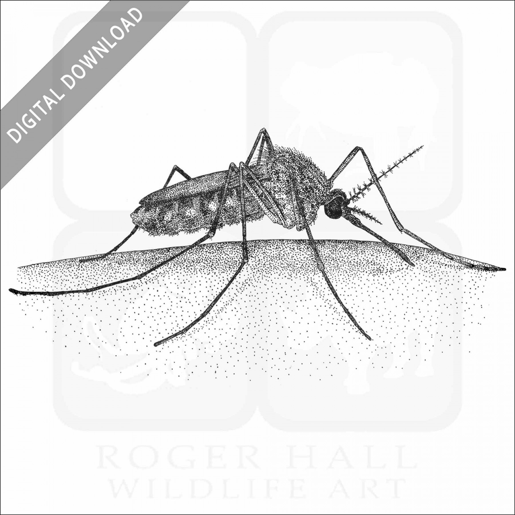 Stock Art Drawing of a Common House Mosquito