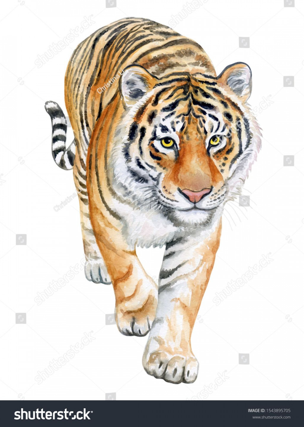 Tiger walking in Front isolated on white background