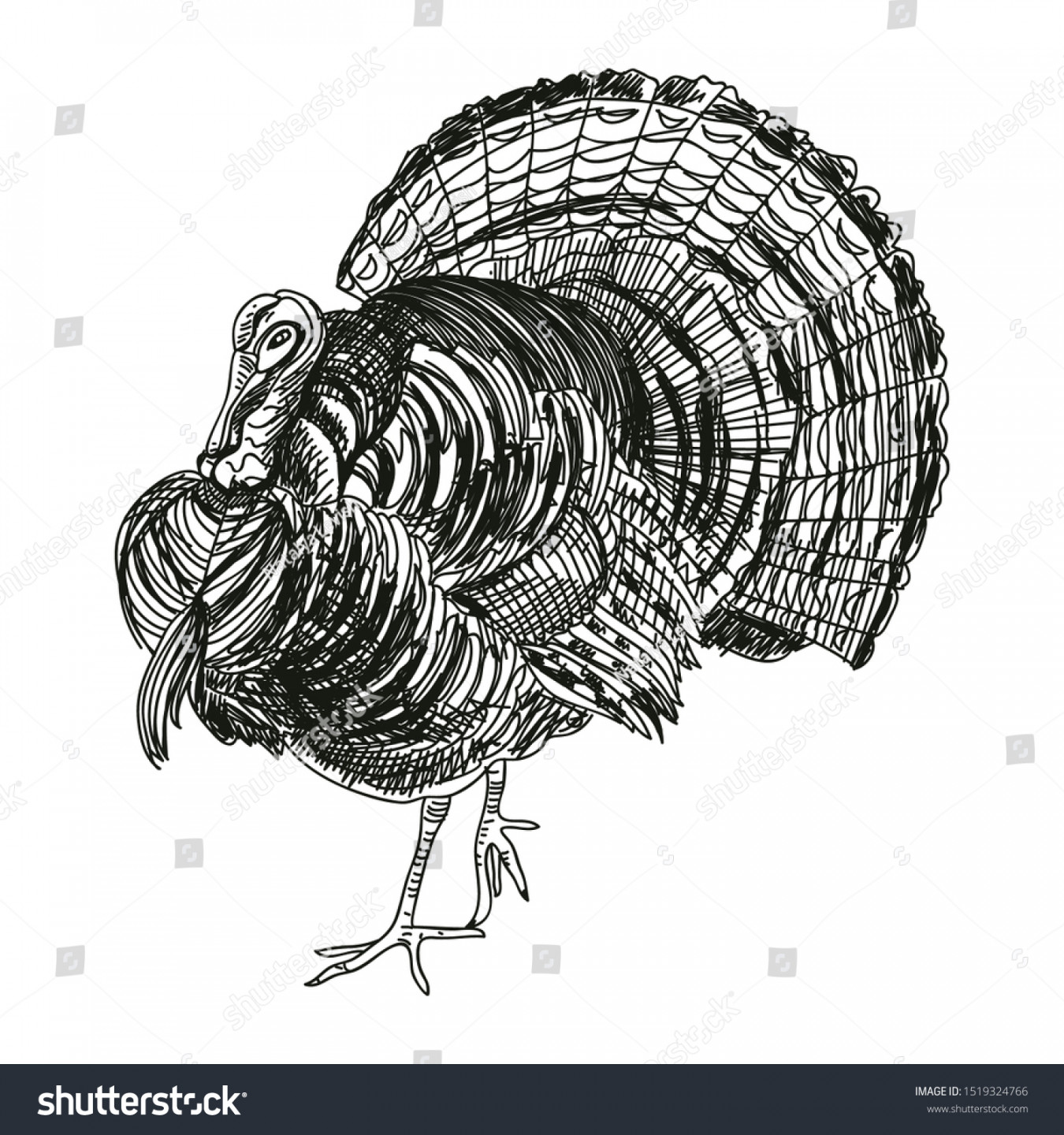 Turkey Hand Drawn Vector Illustration Detailed Stock Vector