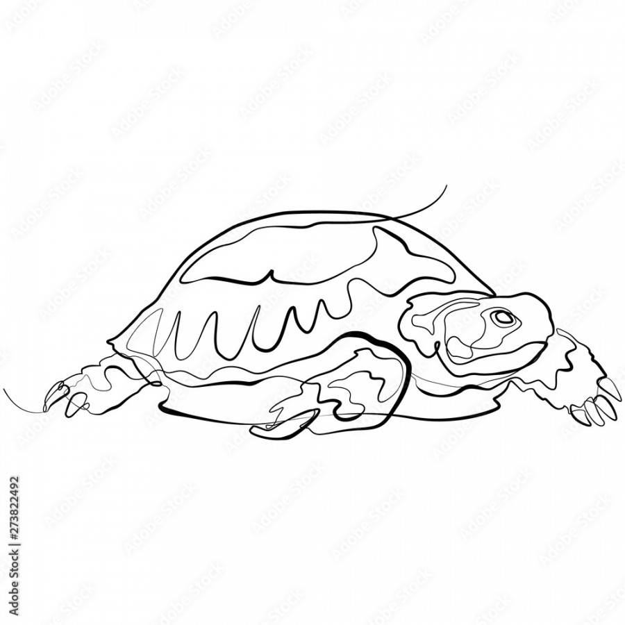 Turtle one line drawing