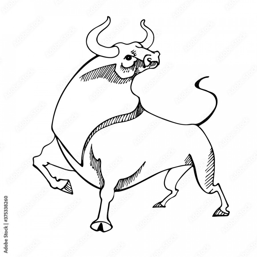 Vector drawing of a bull with a red sunrise, with big horns