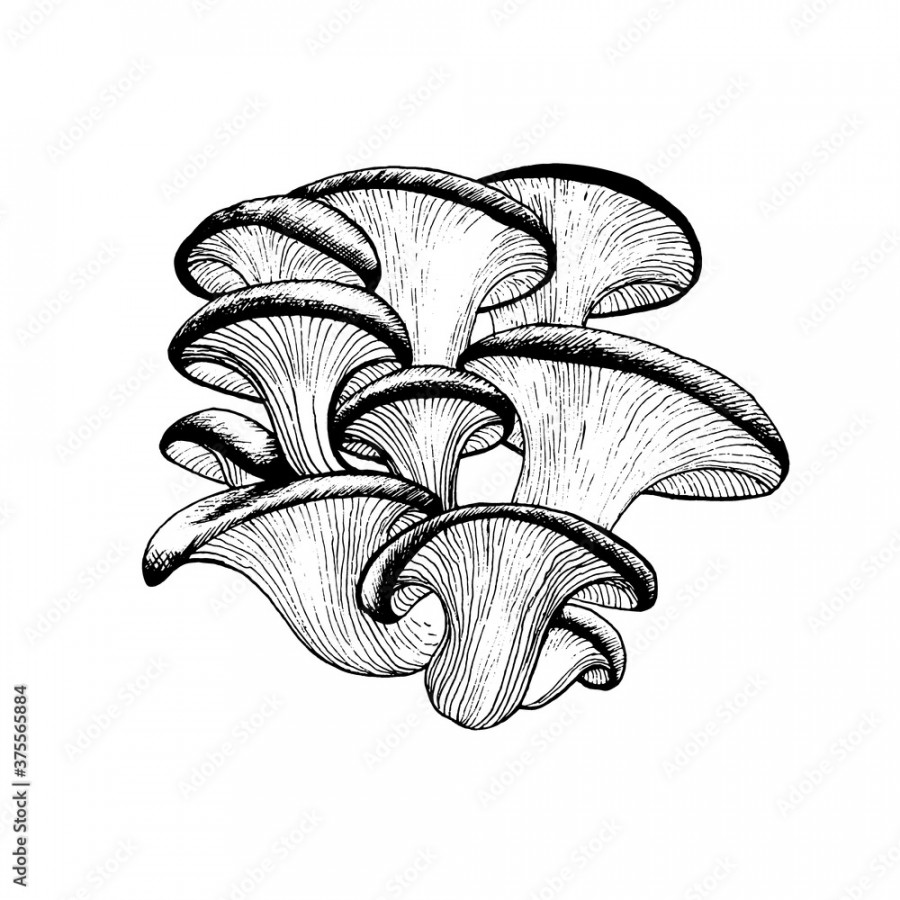 Vector drawing of oyster mushrooms black white graphics, family of