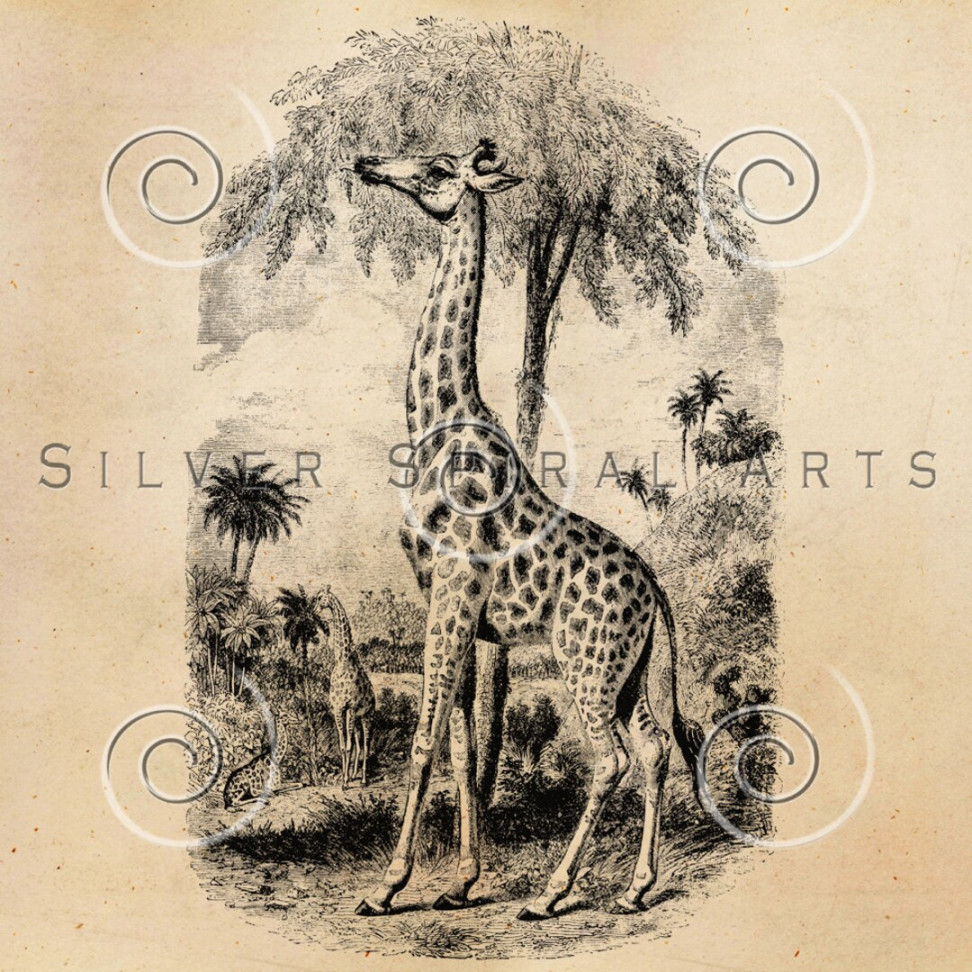 Vintage Giraffe Illustration Druckbare Giraffen er Jahre Antique Animal  Print Instant Download Digital Bild Retro Schwarz Weiß Zeichnung - Etsy