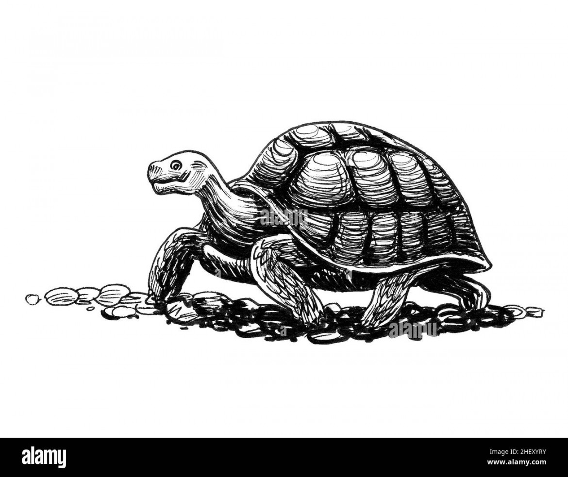 Walking turtle Black and White Stock Photos & Images - Alamy