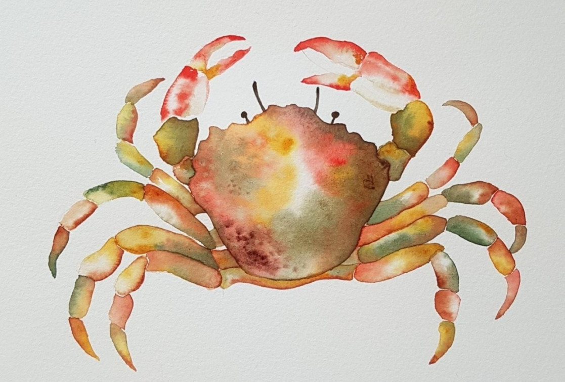 Watercolor Illustration: Blue Crab  Taylor Sevy  Skillshare