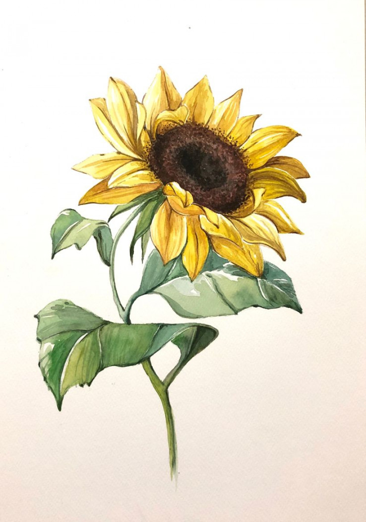 Watercolor - Sunflower  Domestika