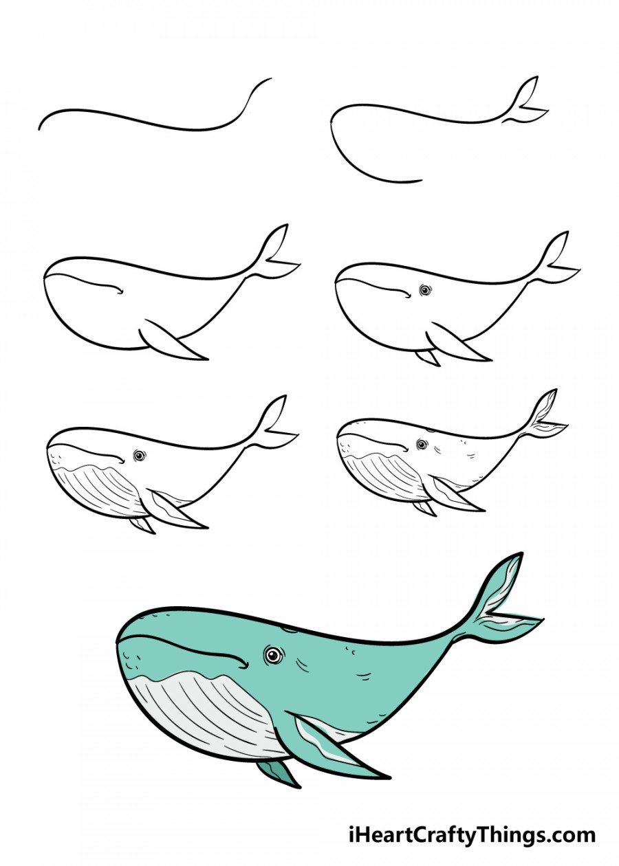 Whale Drawing - How To Draw A Whale Step By Step!