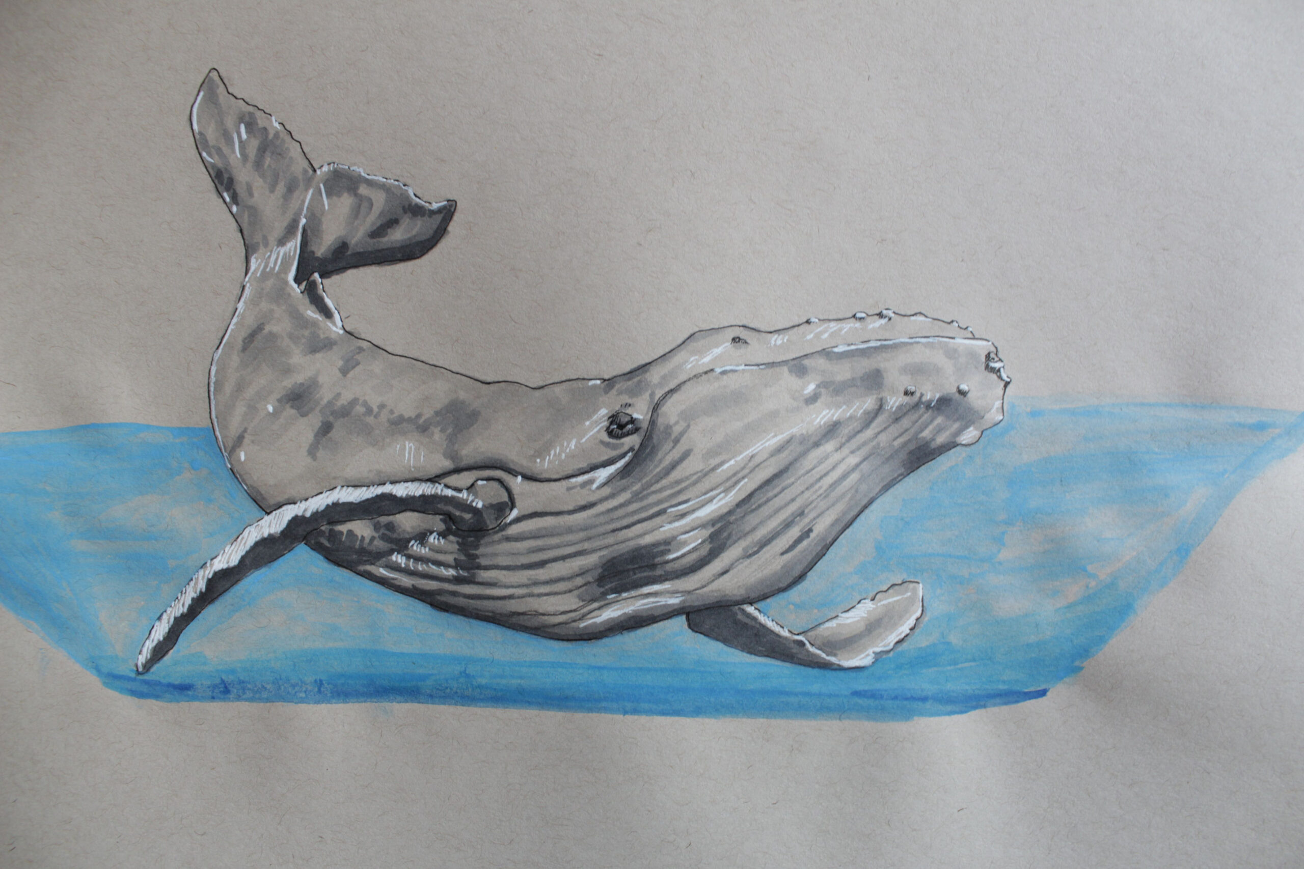 Whale, Whale, Whale  Copic marker drawings, Art portfolio, Drawings