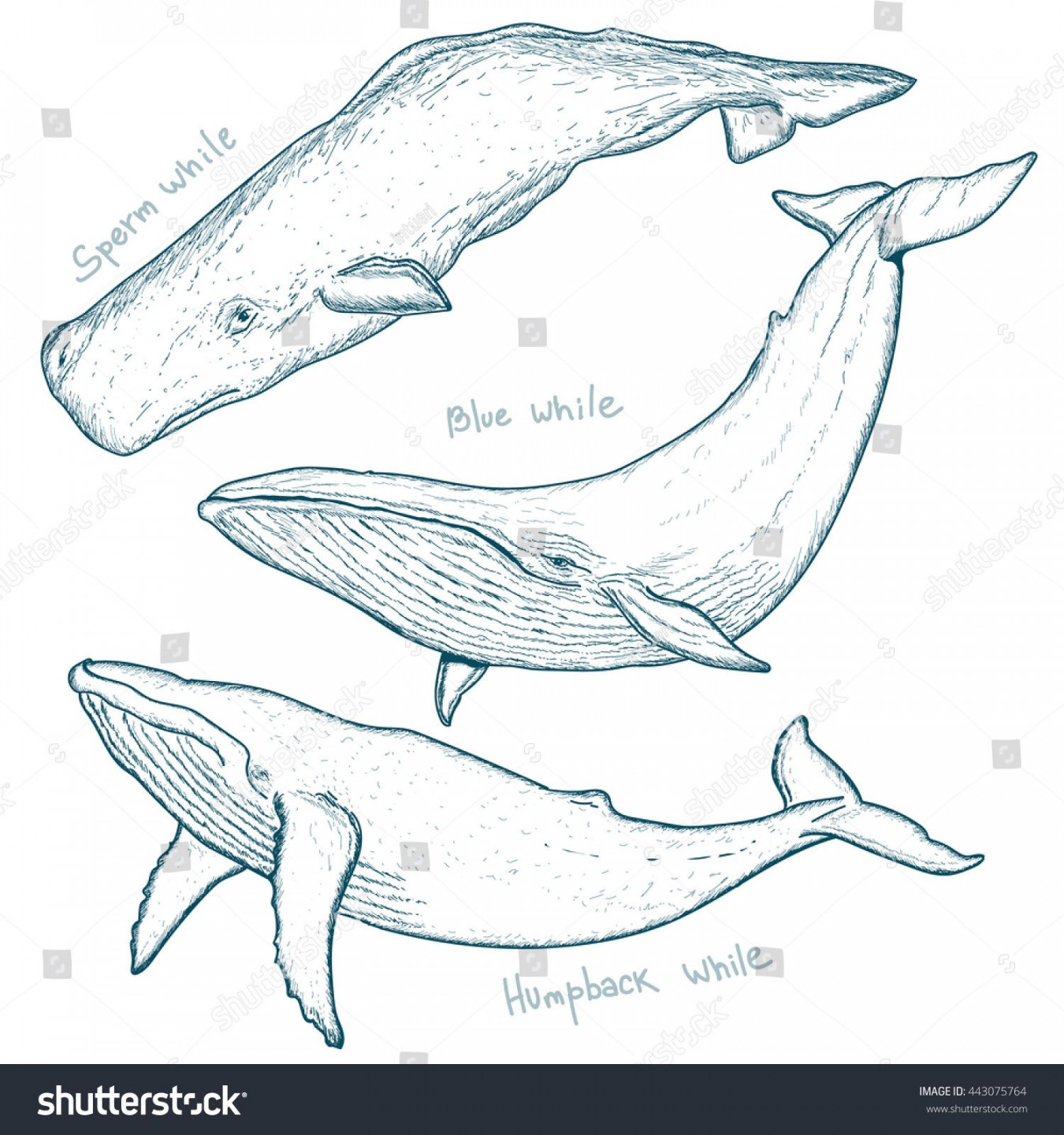 Whales Set Humpback Whale Blue Whale Stock Vector (Royalty Free