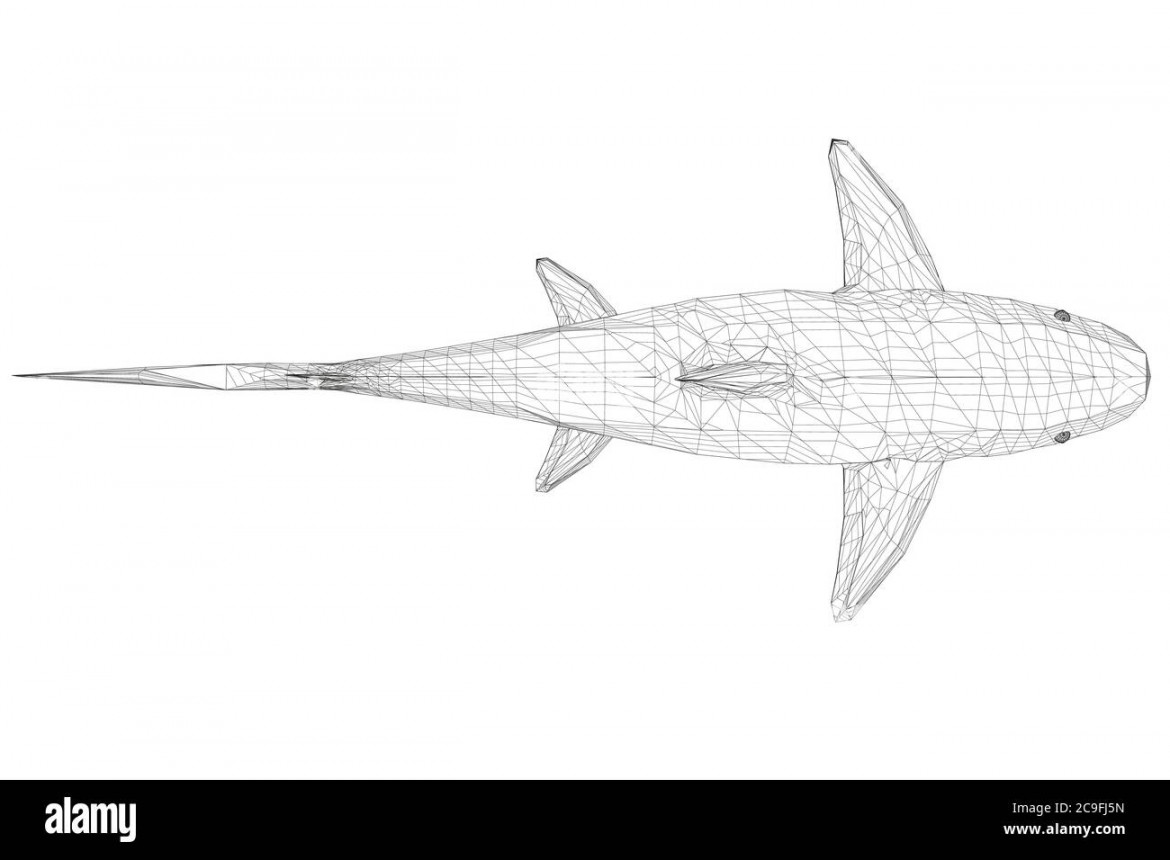 Wireframe low poly blue shark. D. View from above