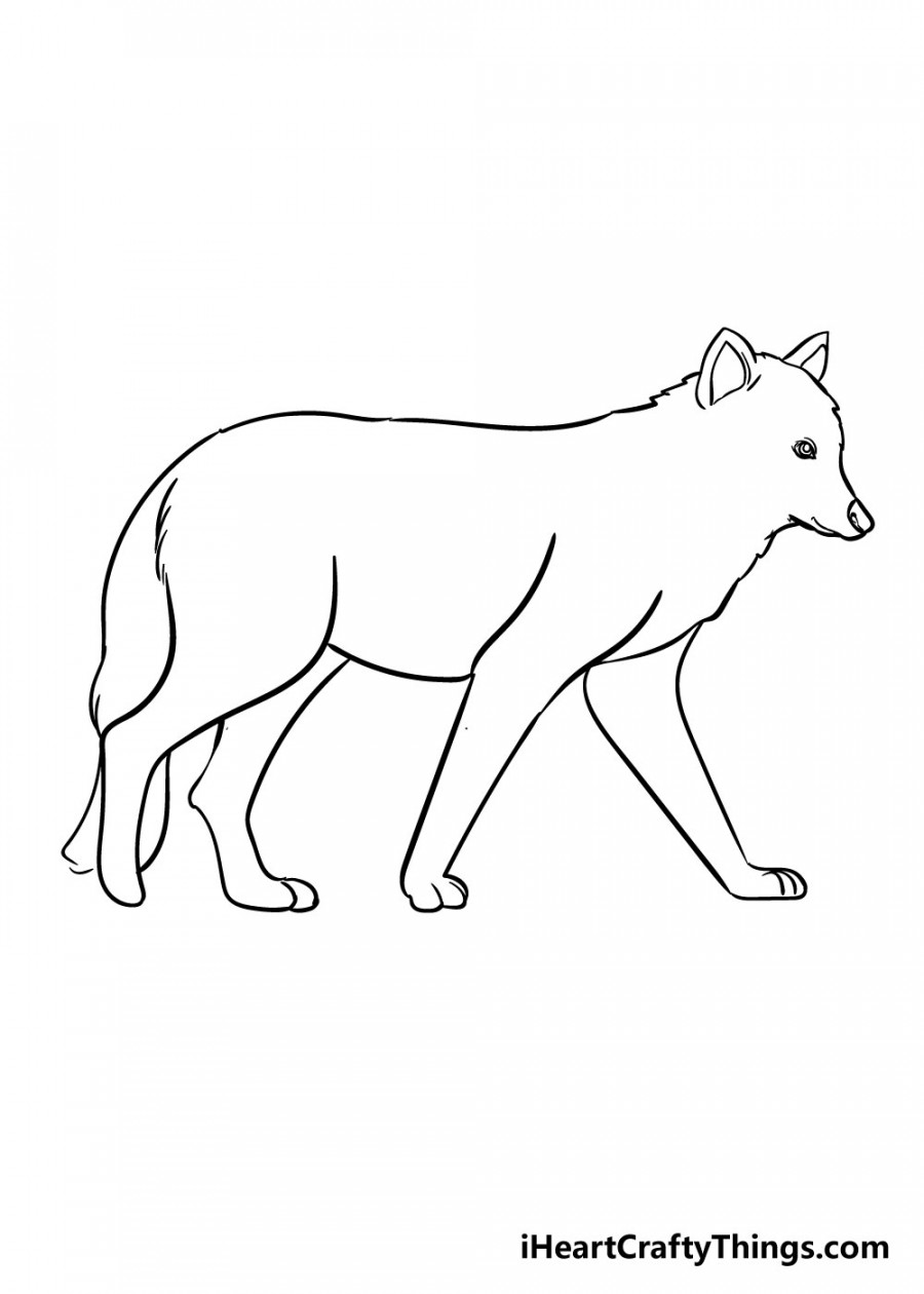 Wolf Drawing - How To Draw A Wolf Step By Step!