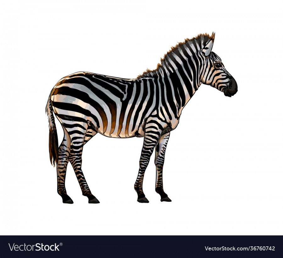 Zebra from a splash watercolor colored drawing Vector Image