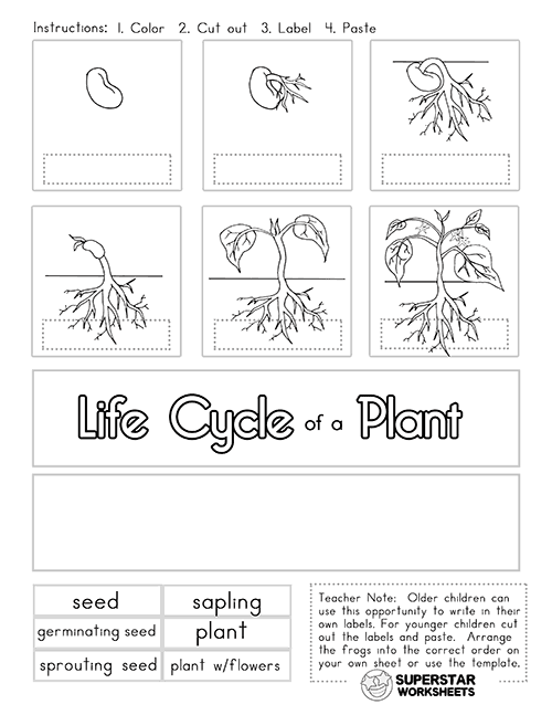 Worksheet Plant Life Cycle 10