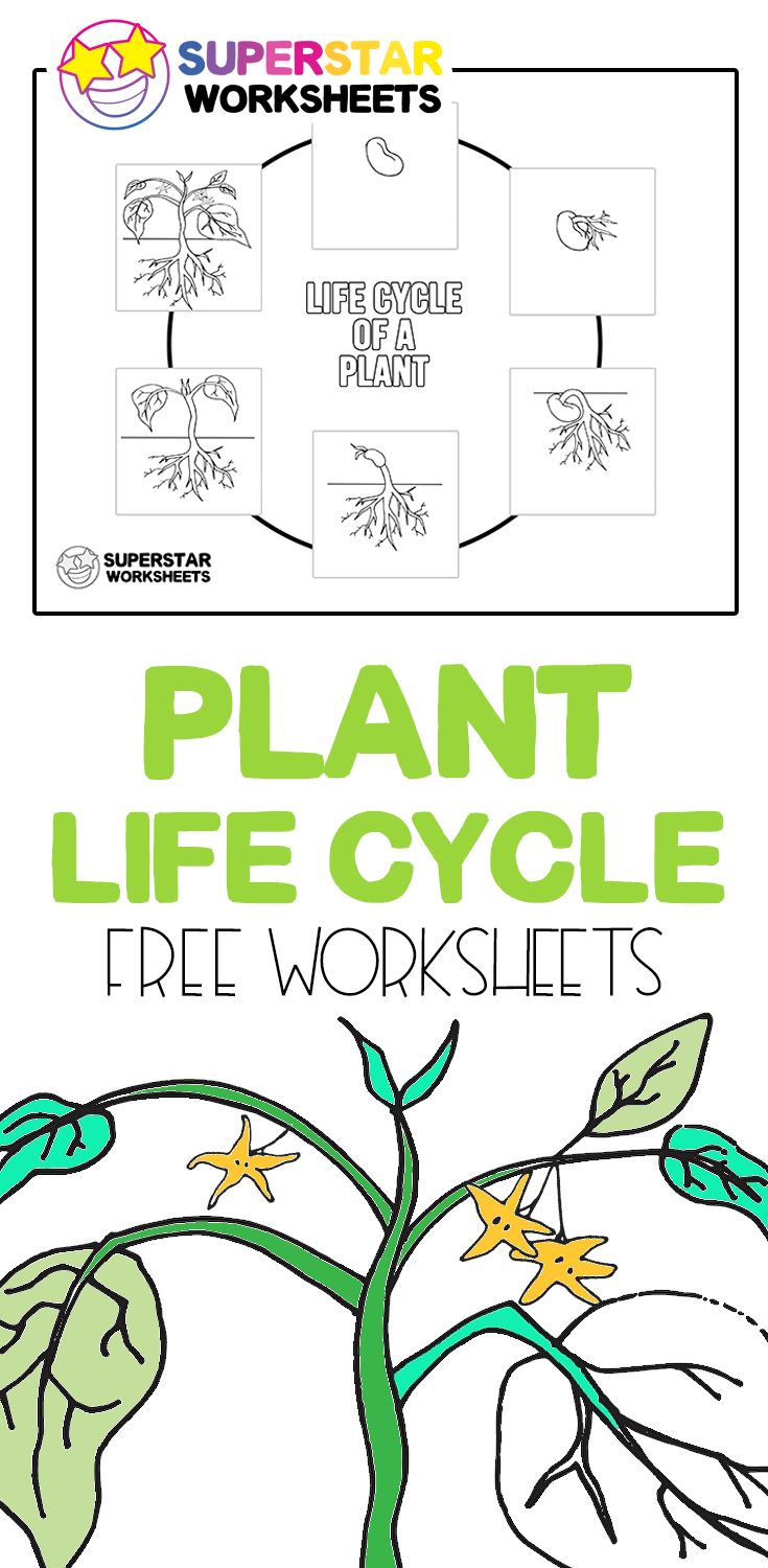 Worksheet Plant Life Cycle 2