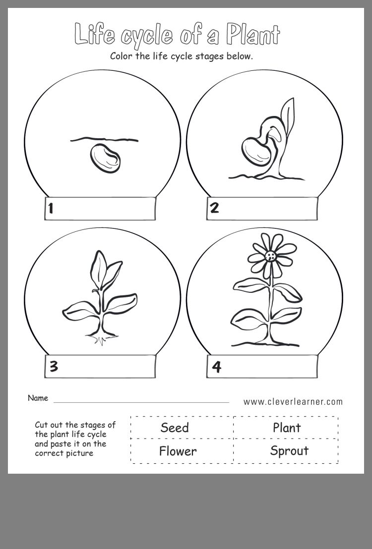 Worksheet Plant Life Cycle 22