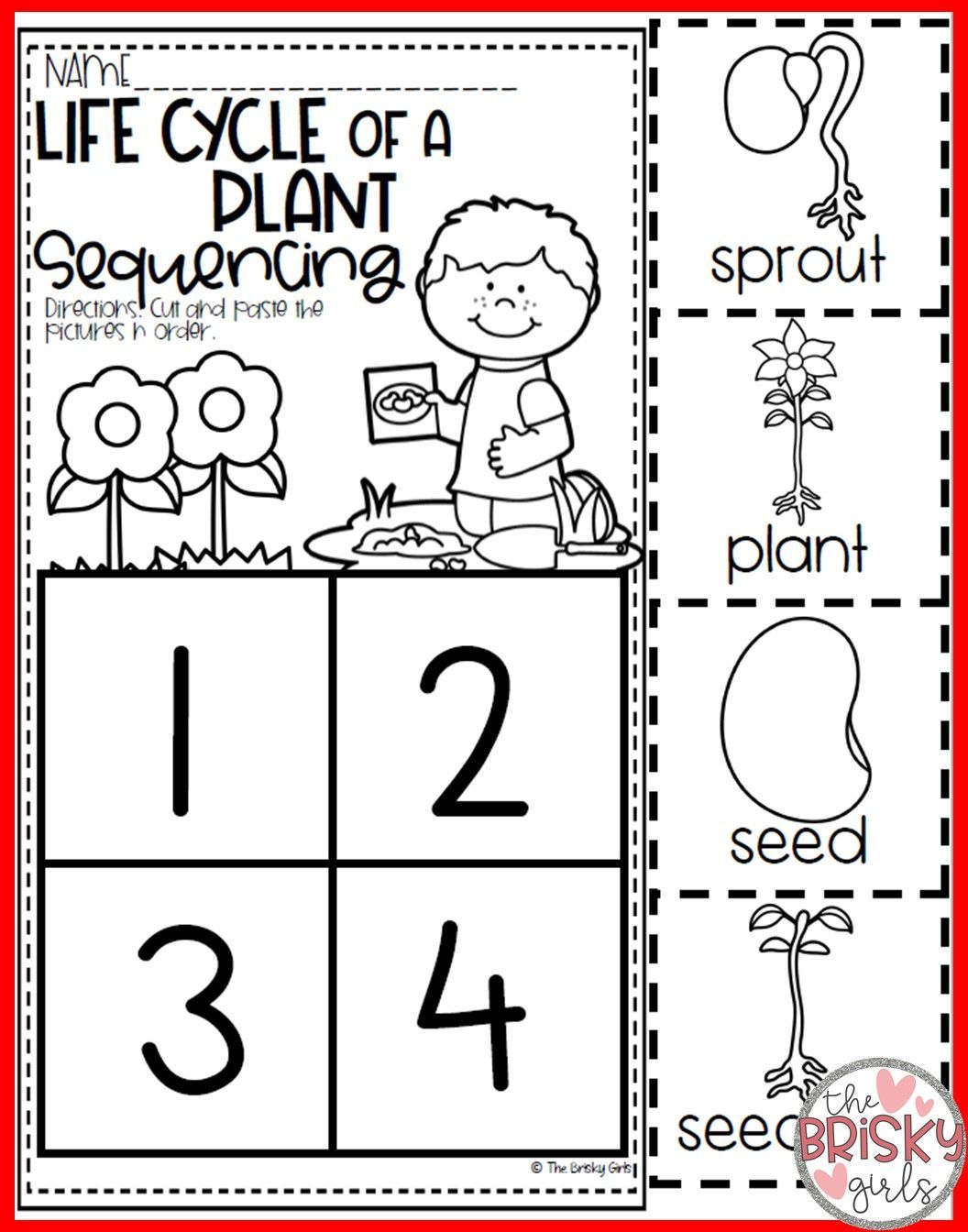 Worksheet Plant Life Cycle 24