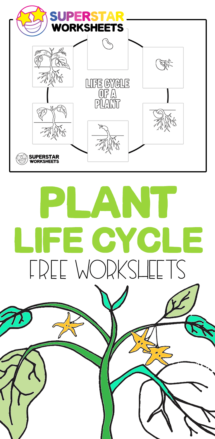 Worksheet Plant Life Cycle 27