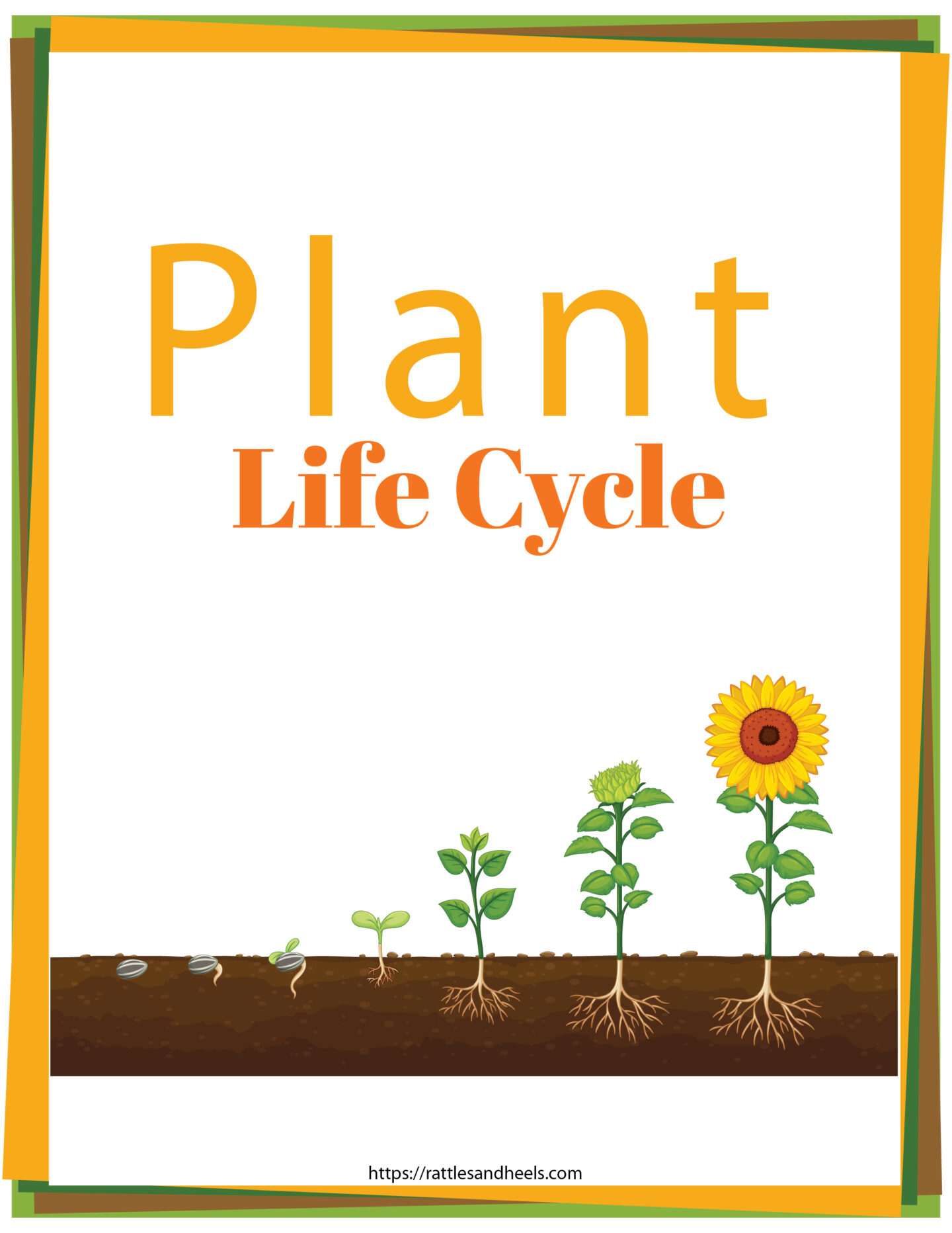 Worksheet Plant Life Cycle 28