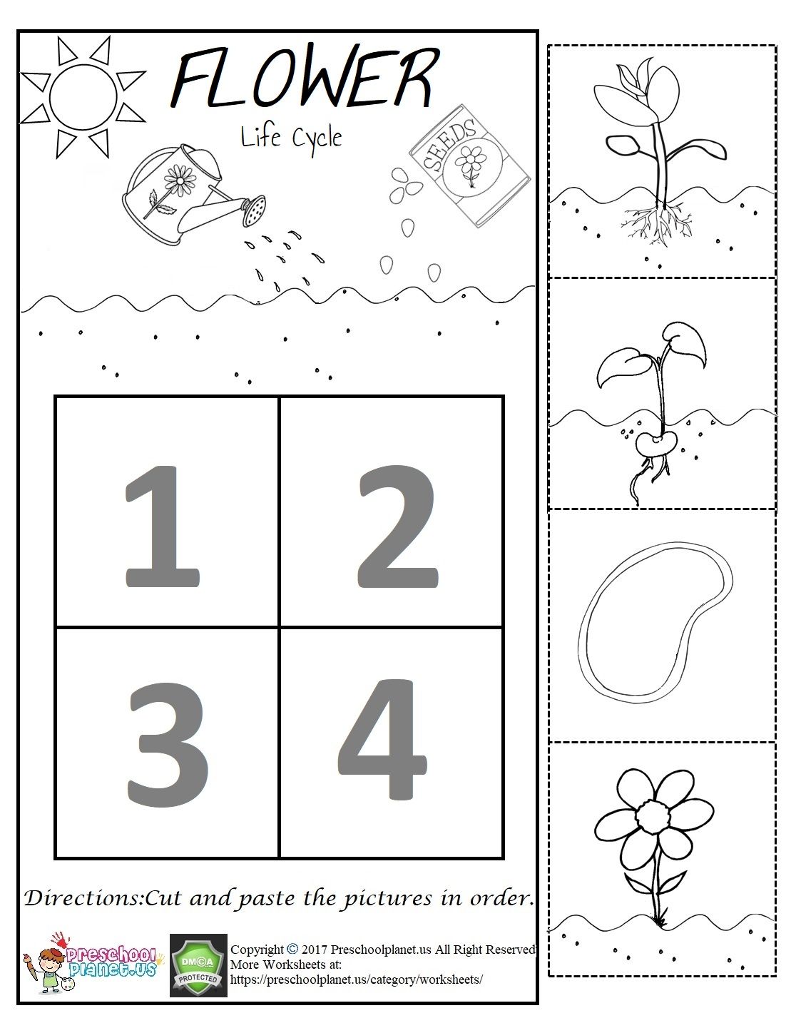 Worksheet Plant Life Cycle 3