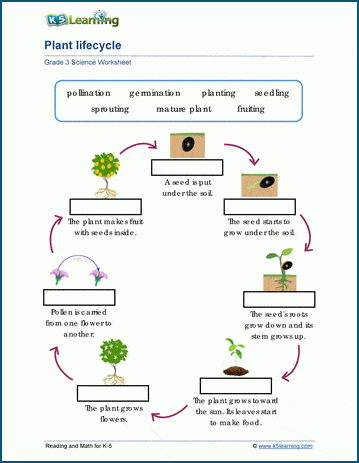 Worksheet Plant Life Cycle 33