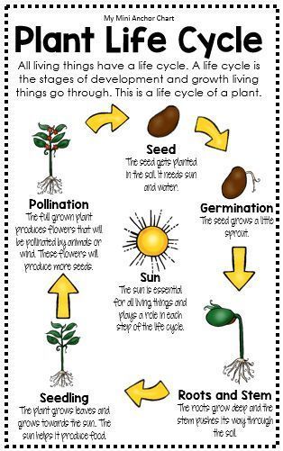 Worksheet Plant Life Cycle 34