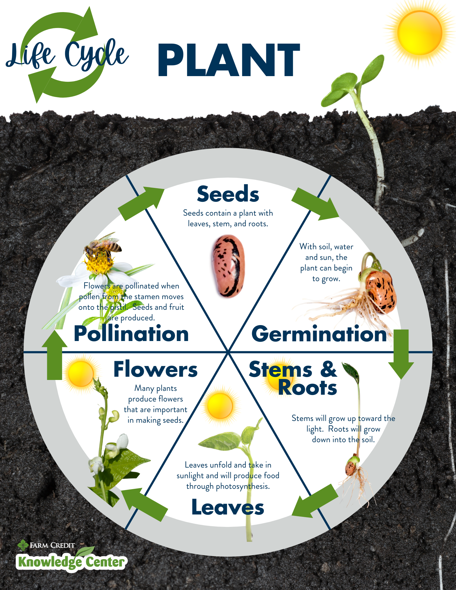 Worksheet Plant Life Cycle 36