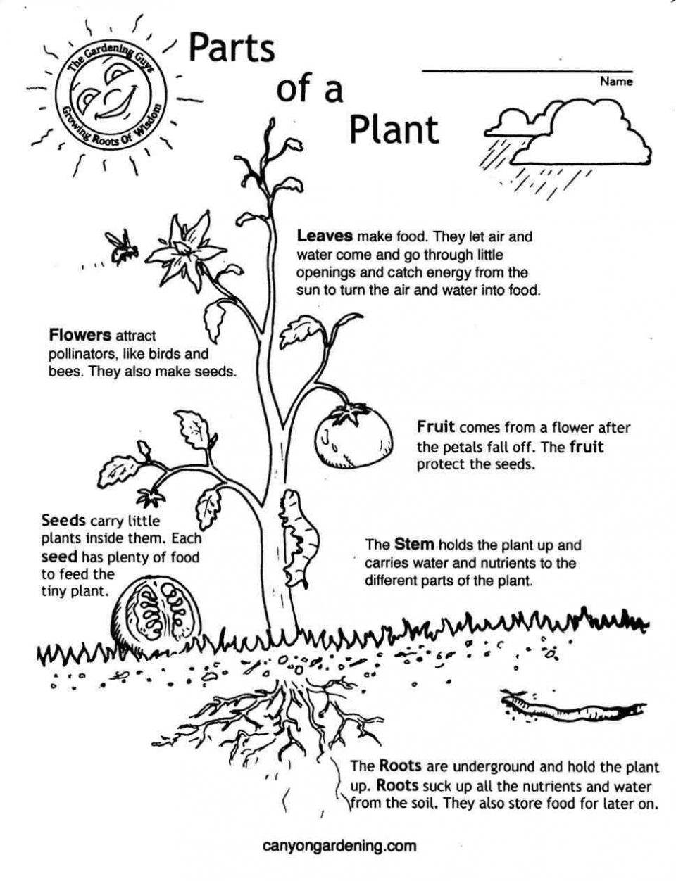 Worksheet Plant Life Cycle 39