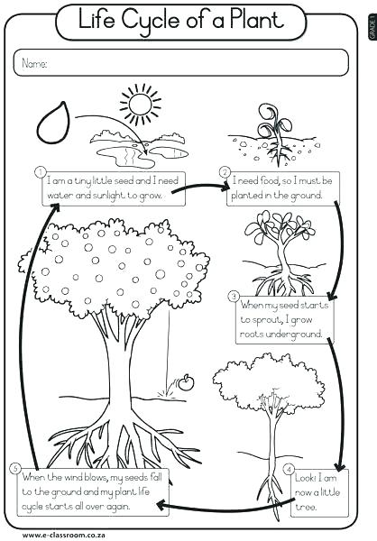 Worksheet Plant Life Cycle 4