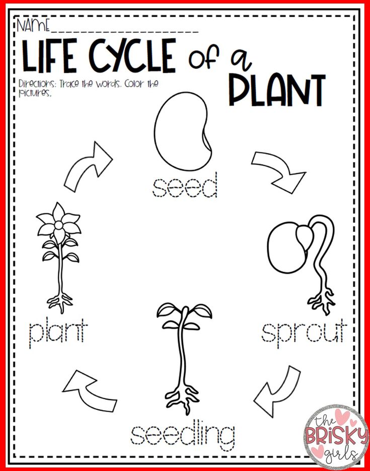 Worksheet Plant Life Cycle 43