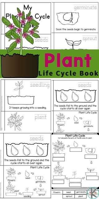 Worksheet Plant Life Cycle 44