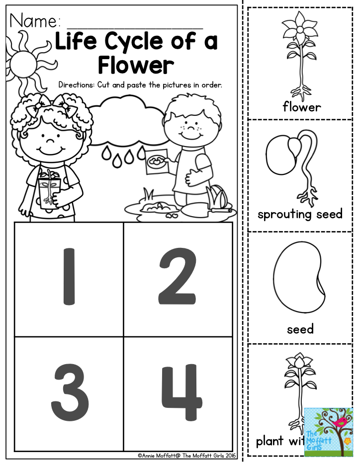 Worksheet Plant Life Cycle 45