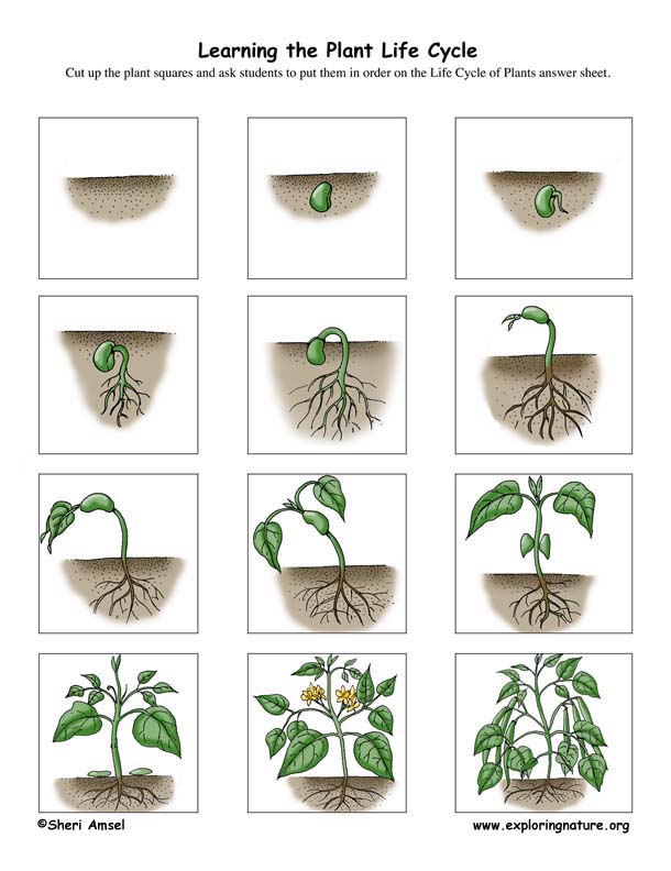 Worksheet Plant Life Cycle 46