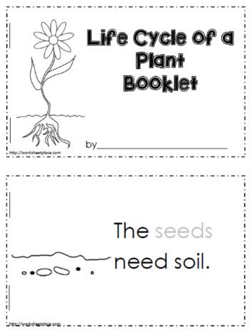 Worksheet Plant Life Cycle 47