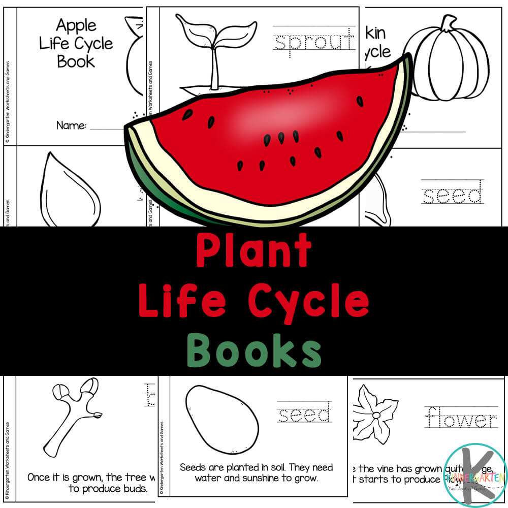 Worksheet Plant Life Cycle 5