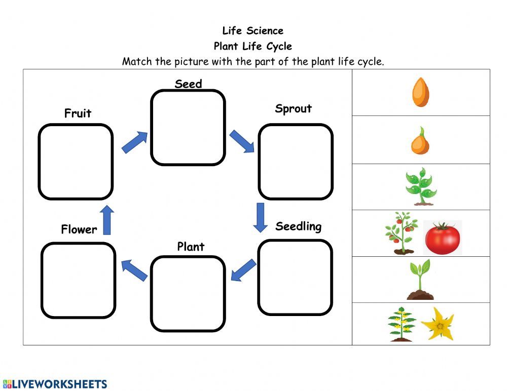 Worksheet Plant Life Cycle 51