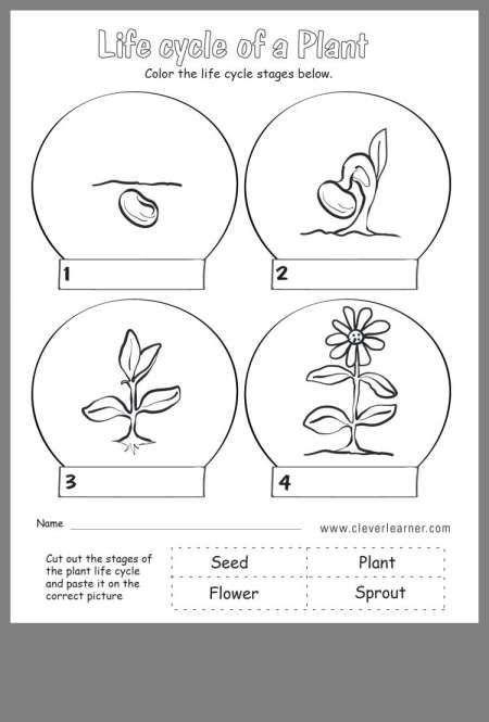 Worksheet Plant Life Cycle 53