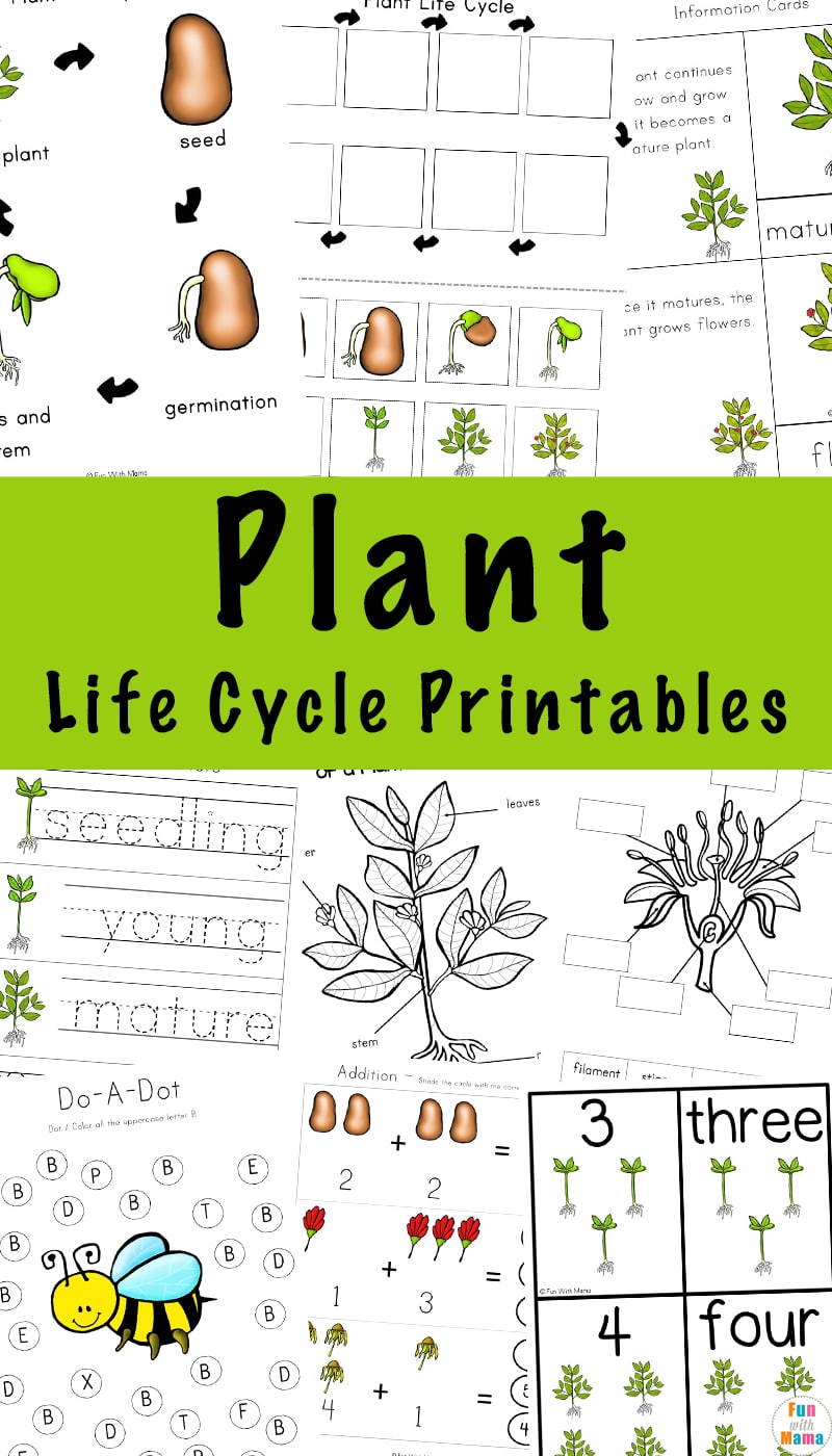 Worksheet Plant Life Cycle 54