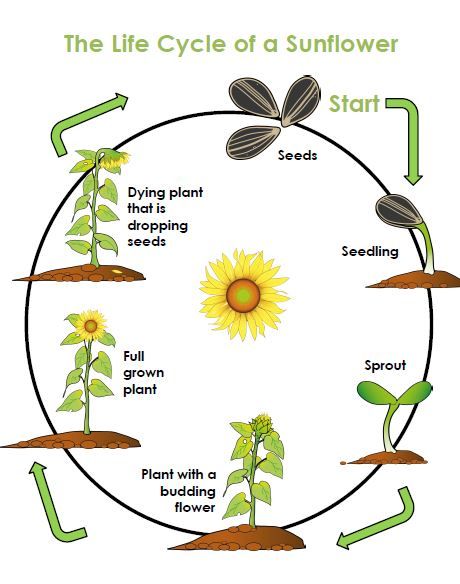 Worksheet Plant Life Cycle 56