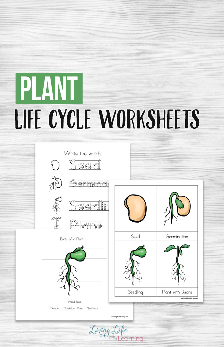 Worksheet Plant Life Cycle 57