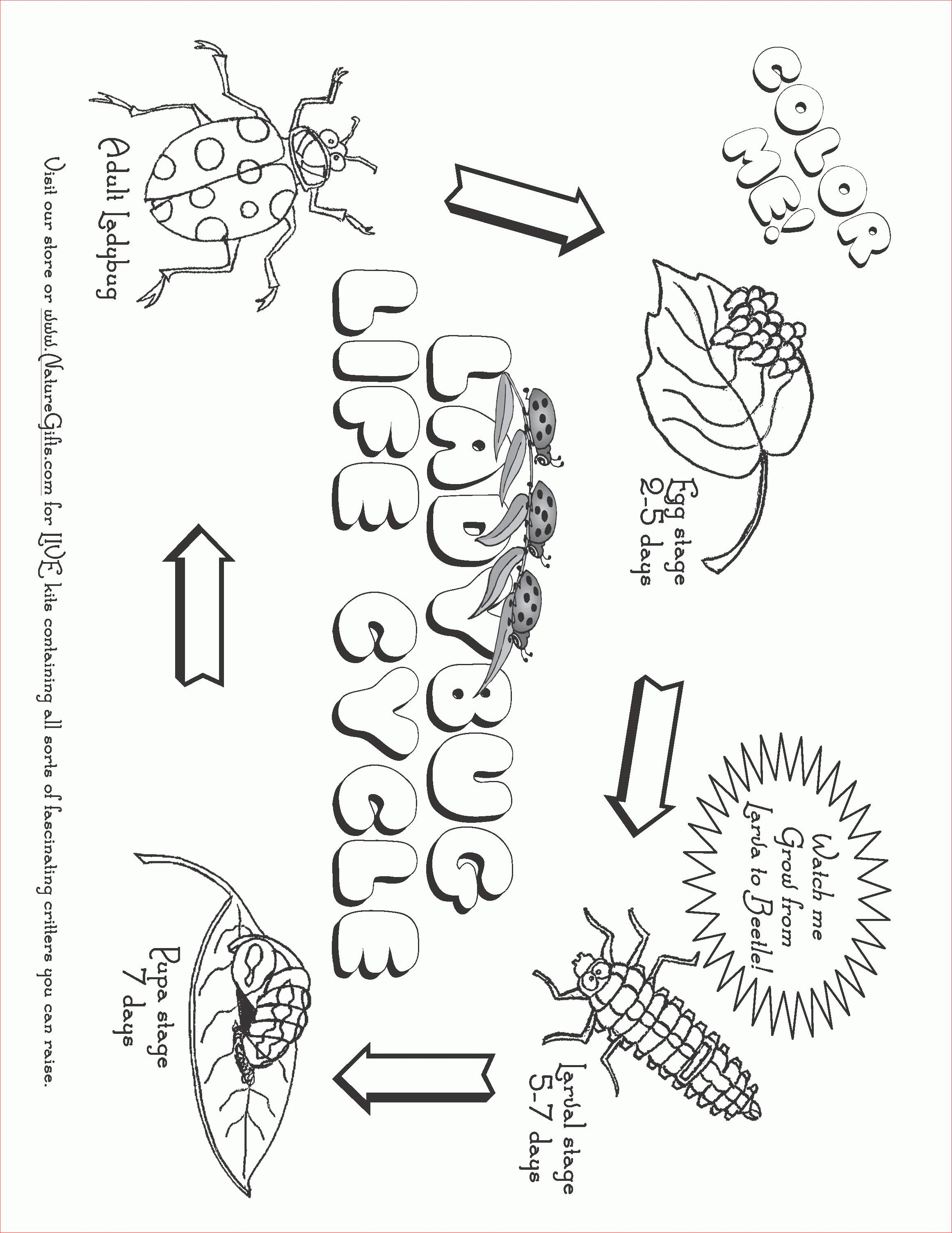 Worksheet Plant Life Cycle 59