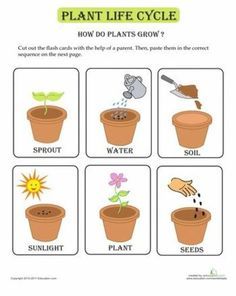 Worksheet Plant Life Cycle 6