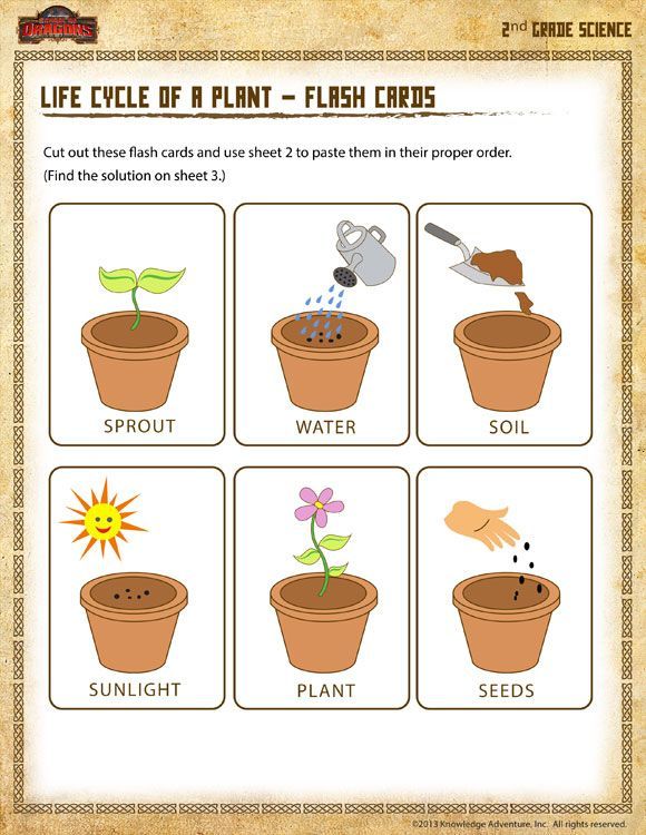 Worksheet Plant Life Cycle 60