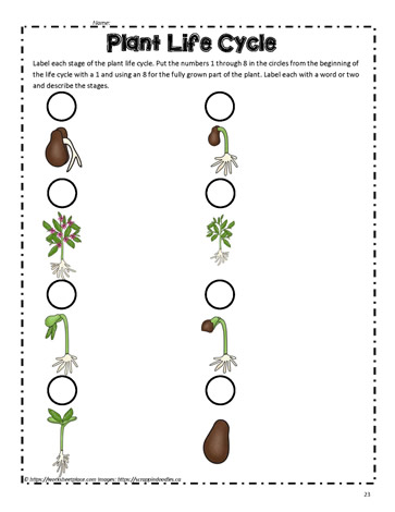 Worksheet Plant Life Cycle 7