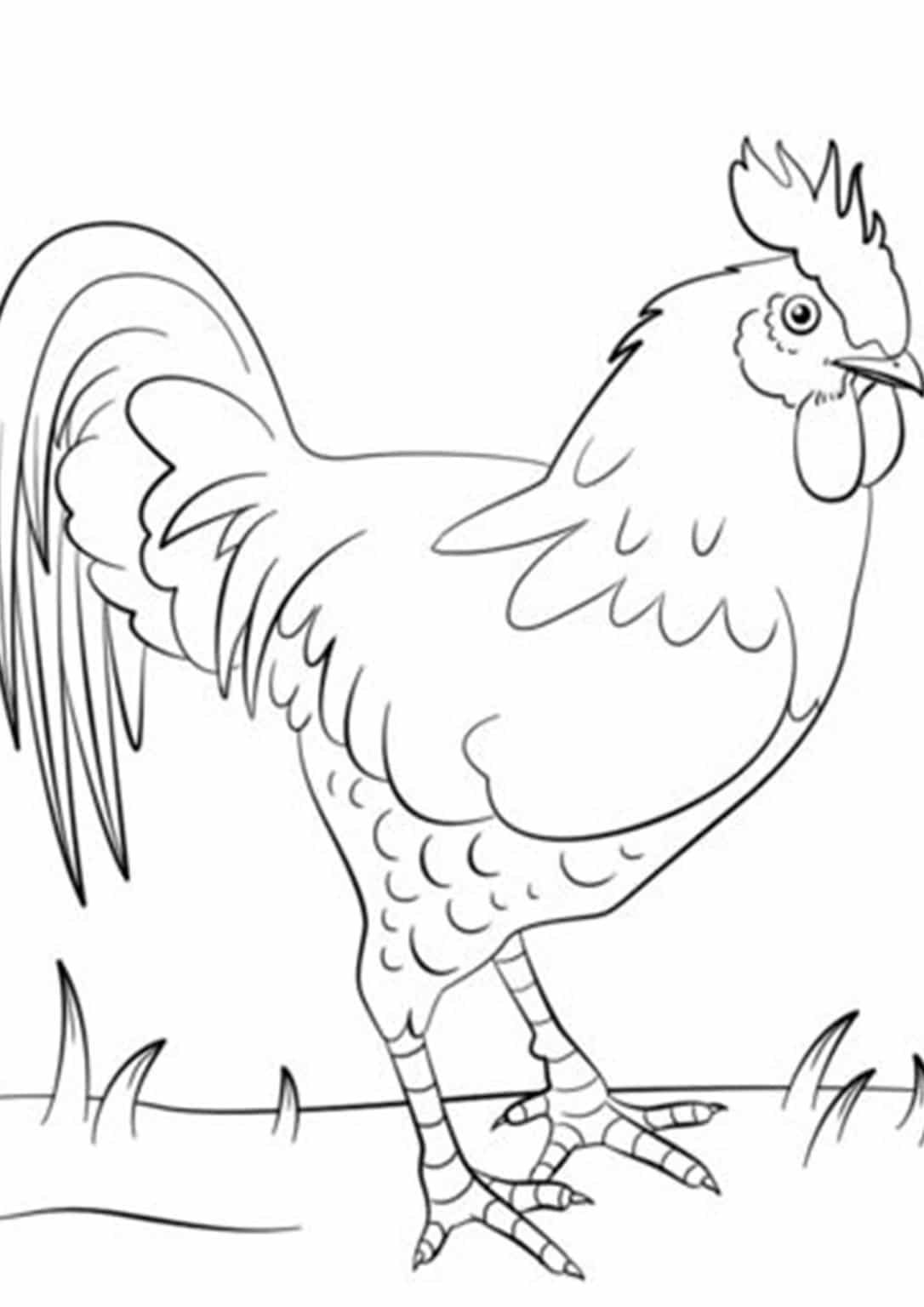 55 Realistic Chicken Coloring Pages 15